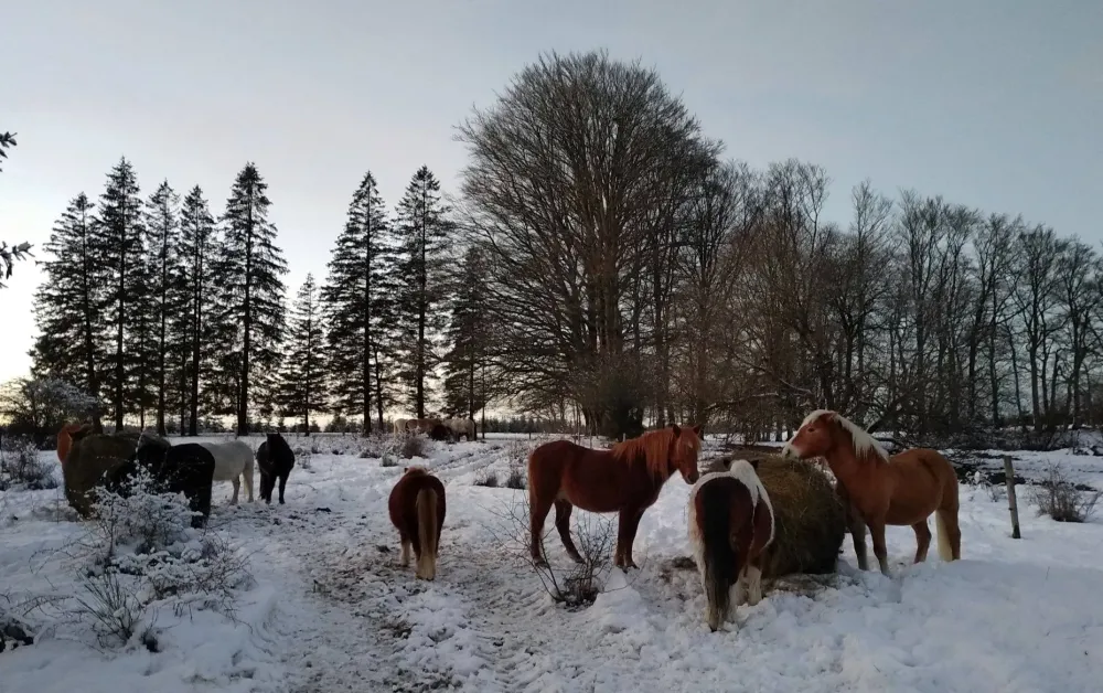 ecole-equitation-somail (10)