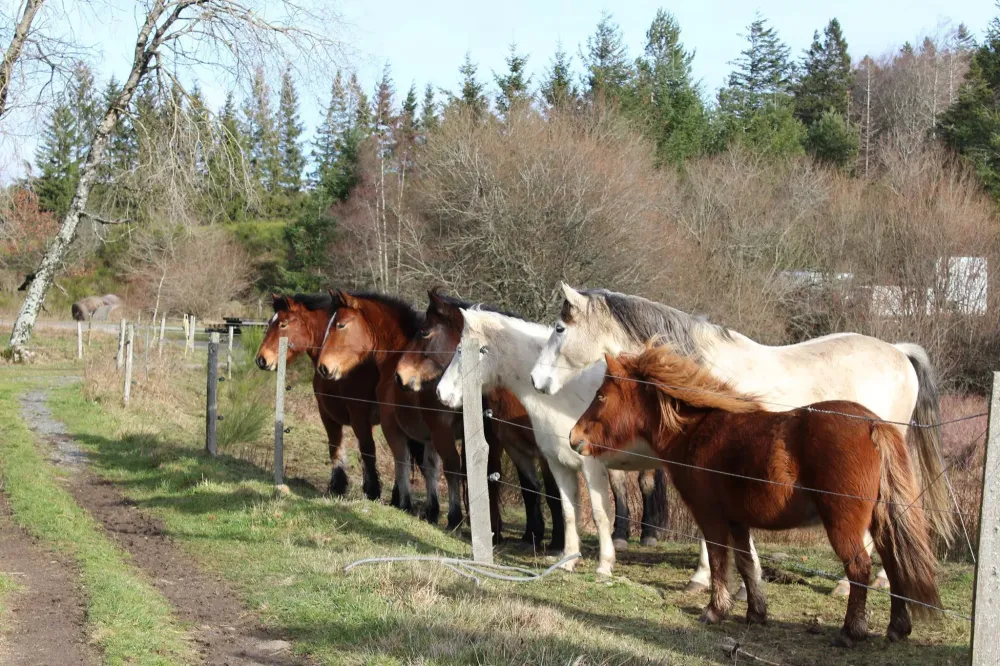 ecole-equitation-somail (21)