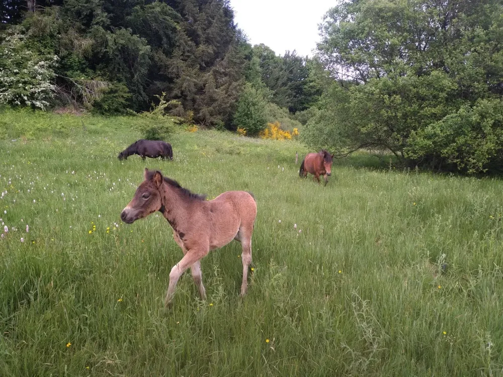 ecole-equitation-somail (23)
