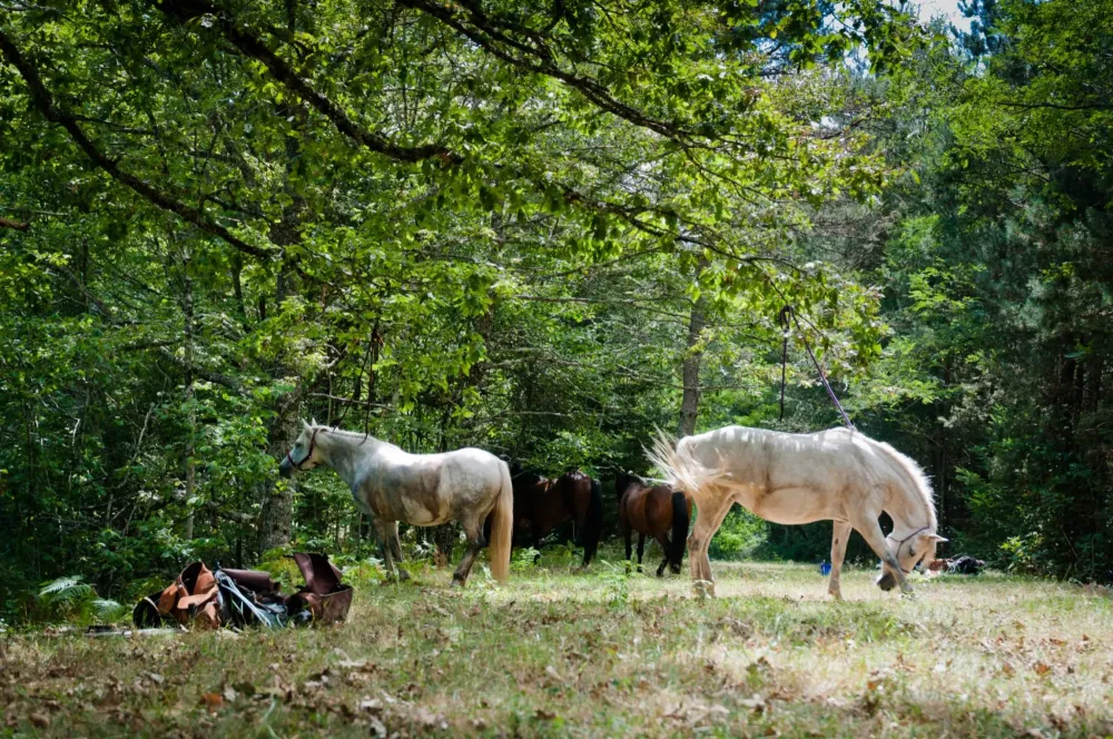 ecole-equitation-somail (52)