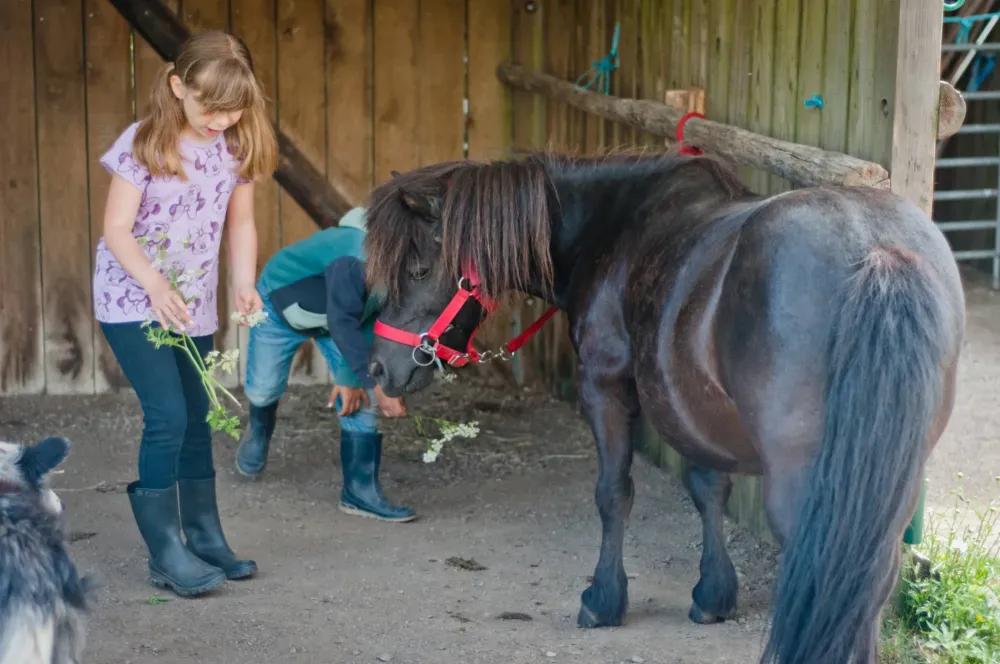 ecole-equitation-somail (72)